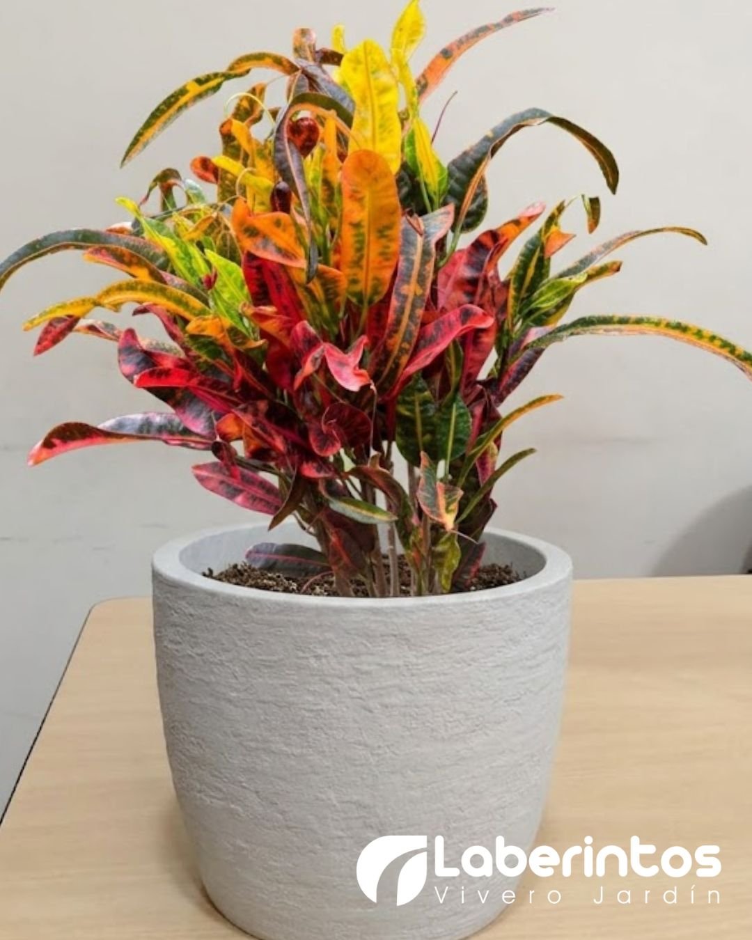 Planta de Crot&oacute;n rojo en maceta redonda europea color blanco envejecido