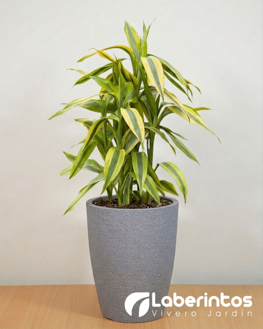 Bamb&uacute; de agua amarillo en maceta c&oacute;nica color gris