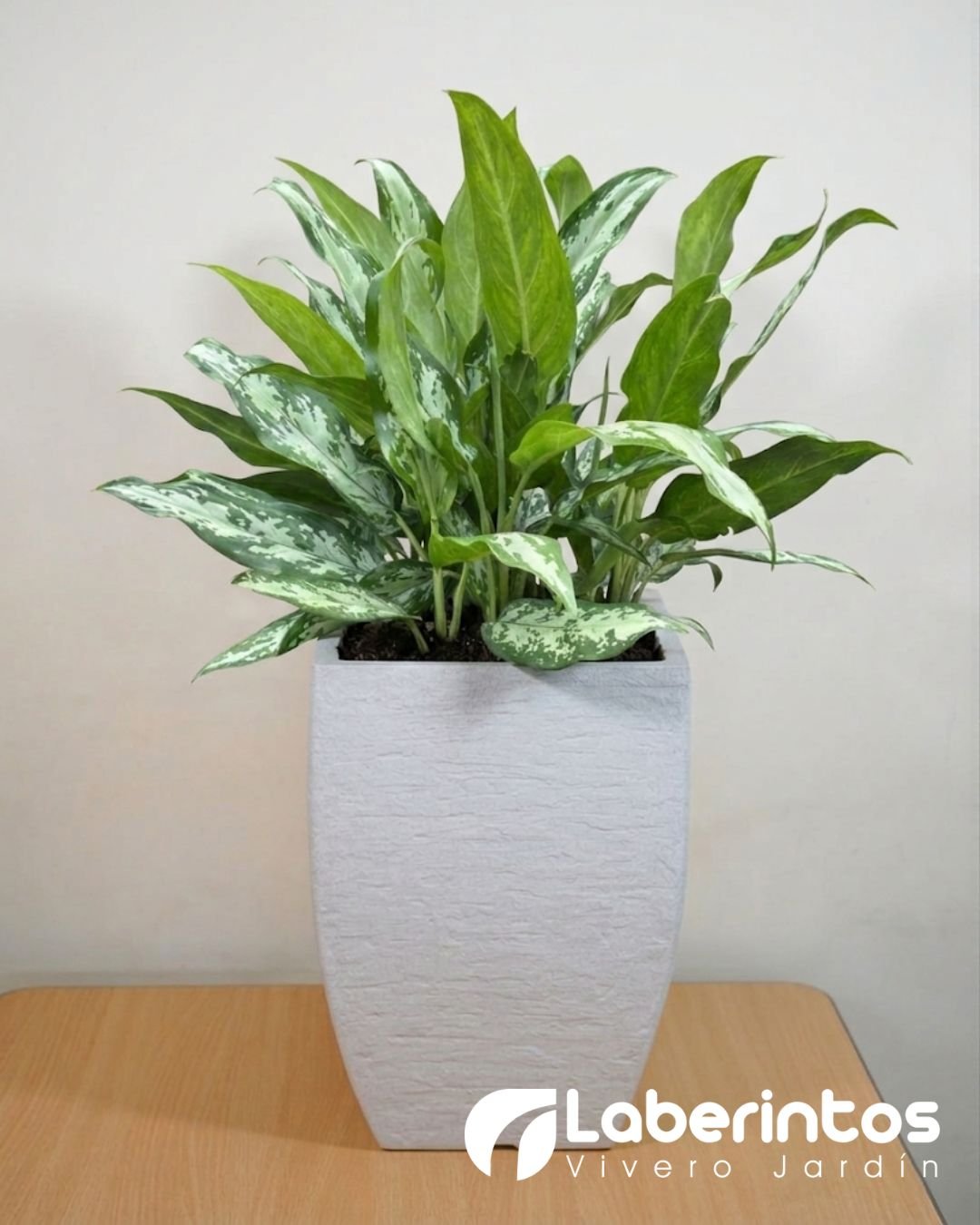 Planta oreja de conejo o Aglaonmea en maceta cuadrada moderna color blanco envejecido