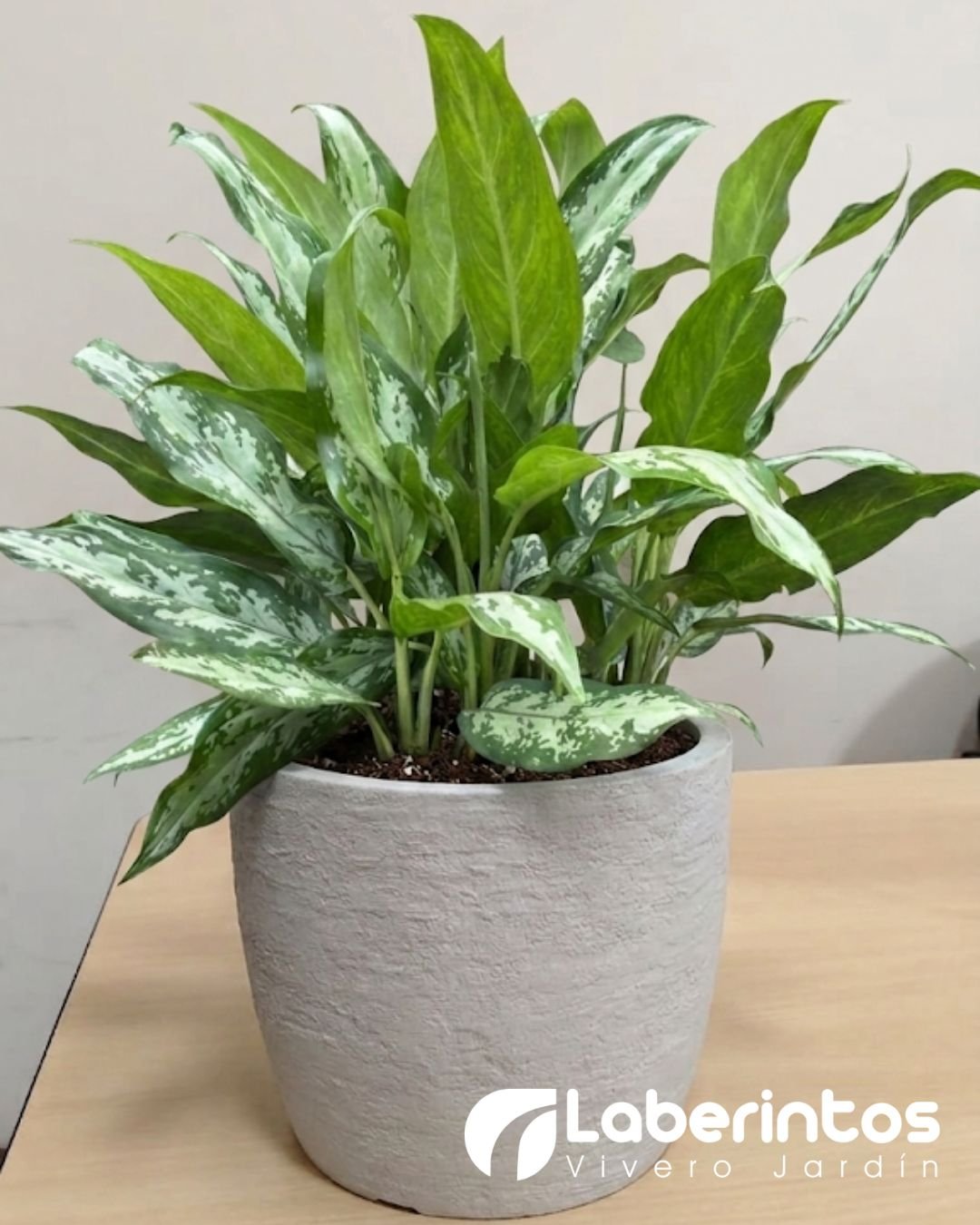 Planta oreja de conejo o Aglaonmea en maceta Redonda Europea color blanco envejecido