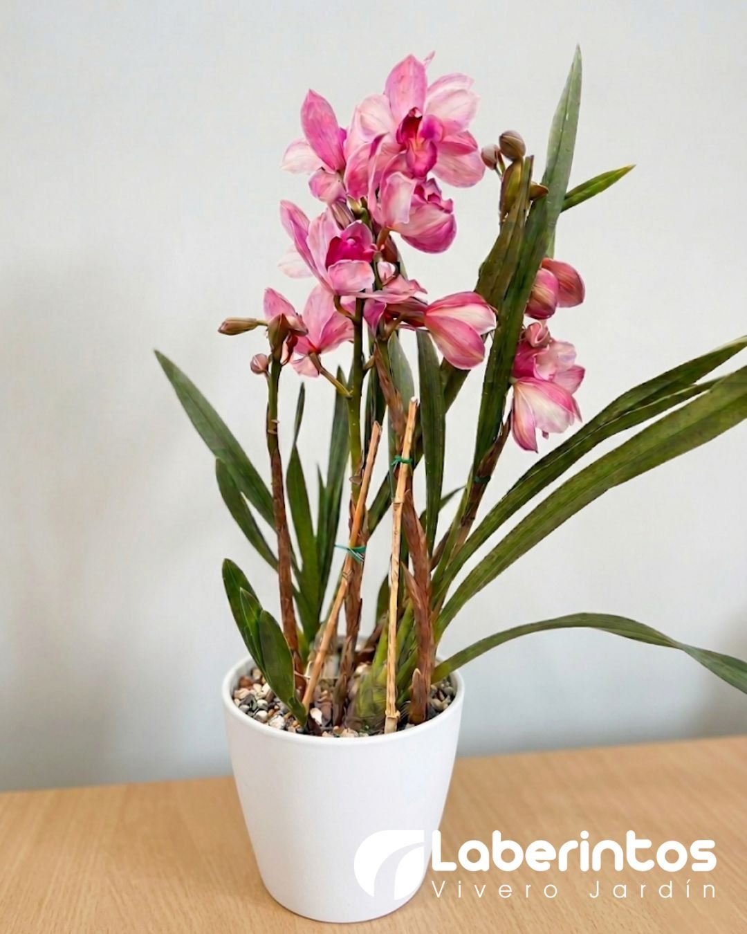 Orqu&iacute;dea Cymbidium Rosa en Maceta blanca para regalo