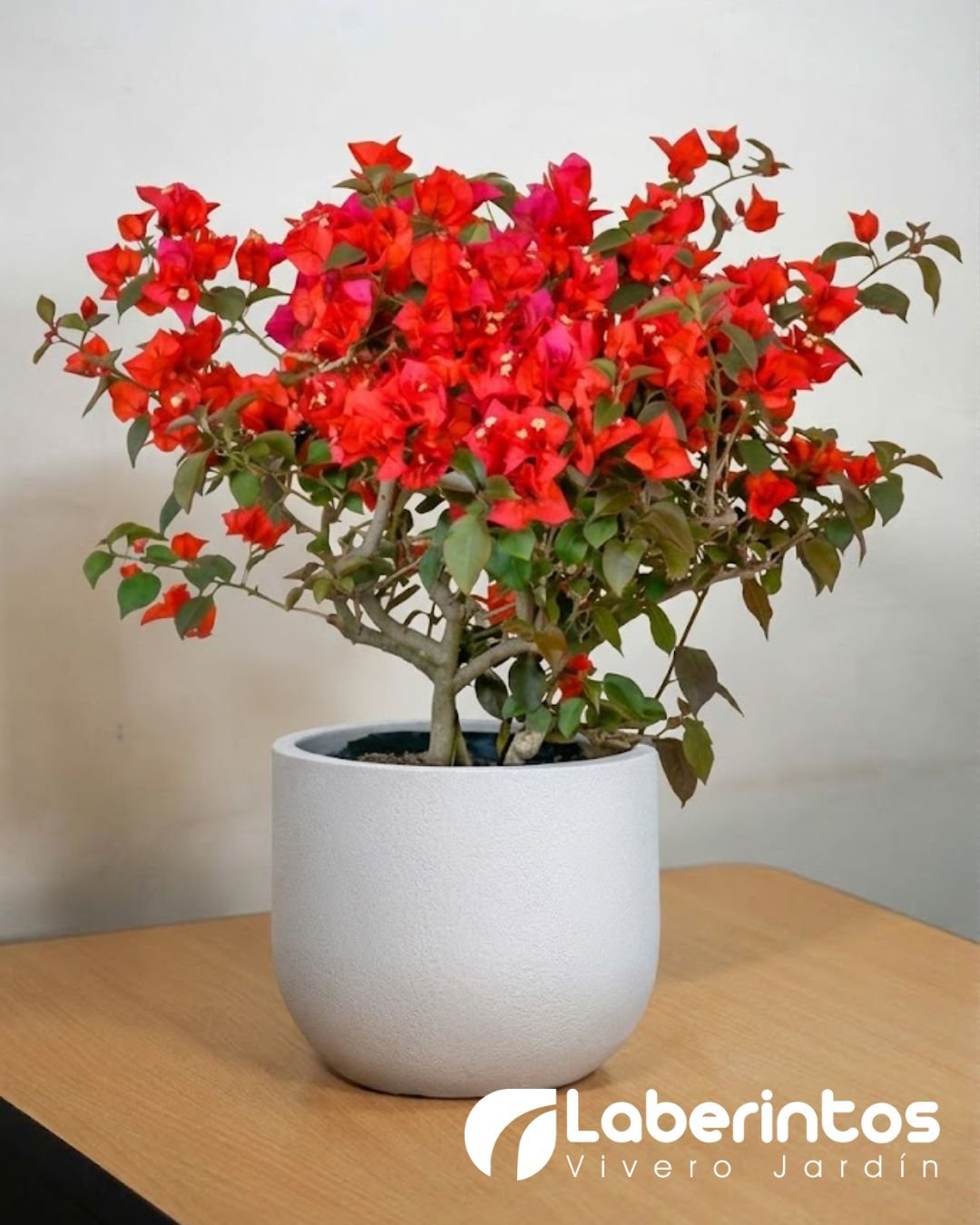 Bugambilia roja en maceta Rustika Cask color blanco envejecido