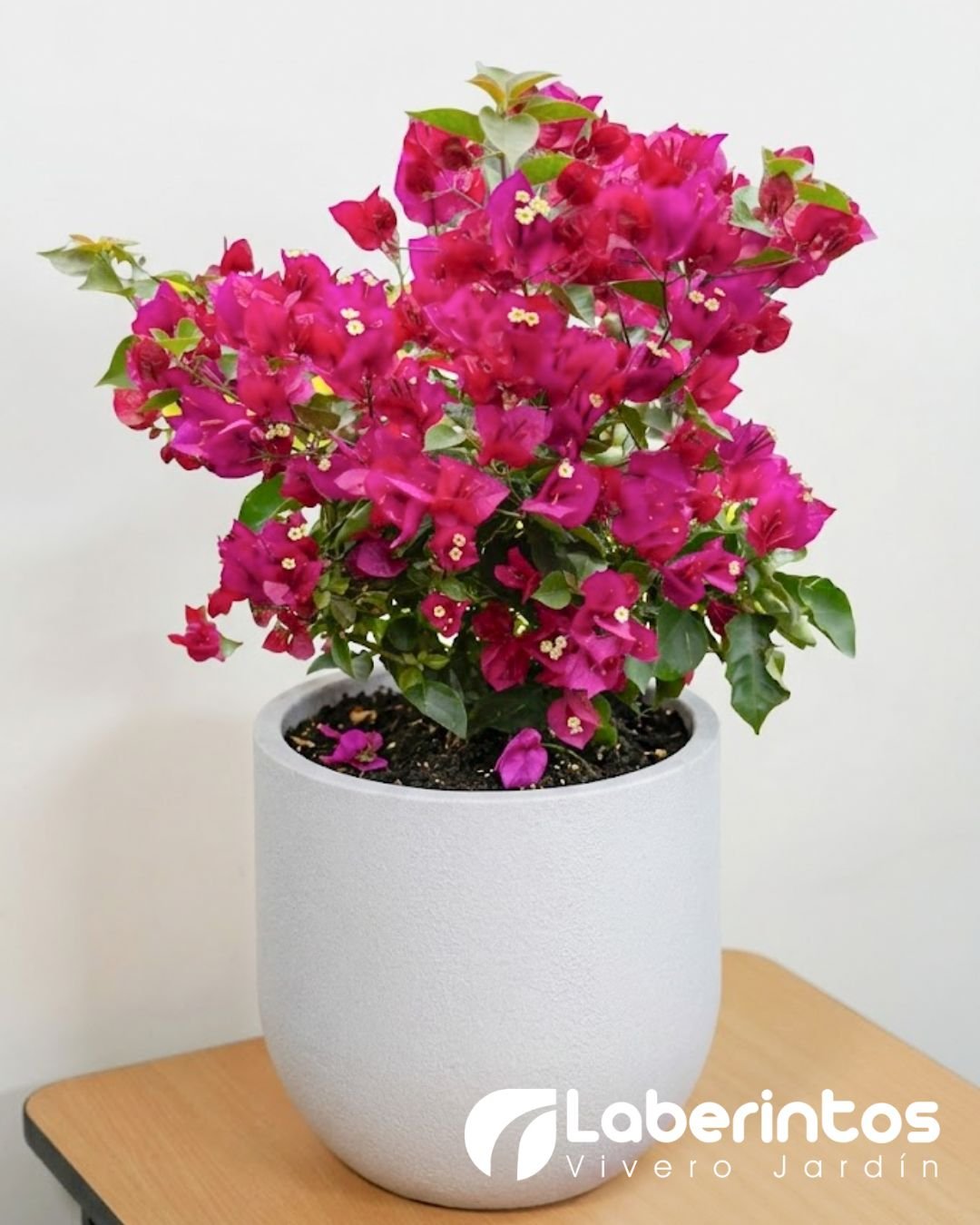 Bugambilia fucsia en maceta Rustika Cask color blanco envejecido