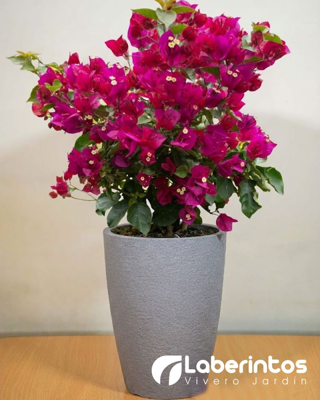 Bugambilia fucsia en maceta c&oacute;nica color gris