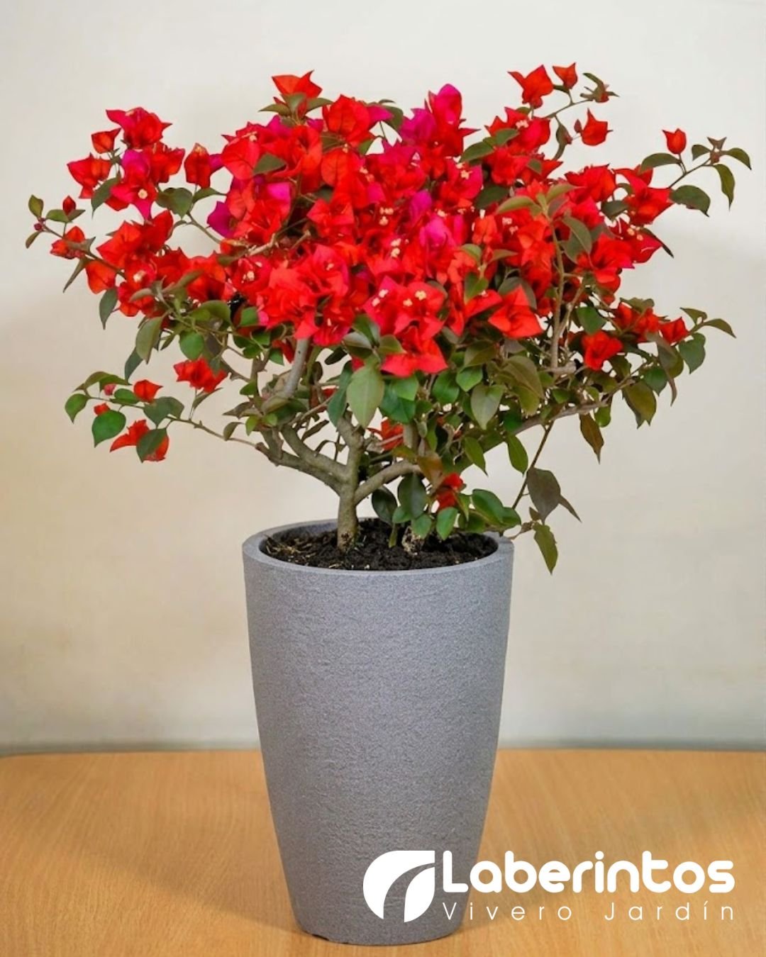 Bugambilia roja en maceta c&oacute;nica color gris