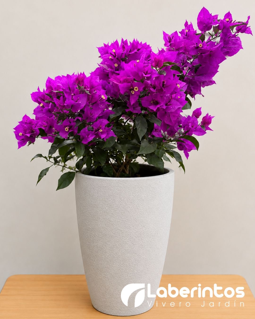 Bugambilia violeta en maceta c&oacute;nica color blanco envejecido