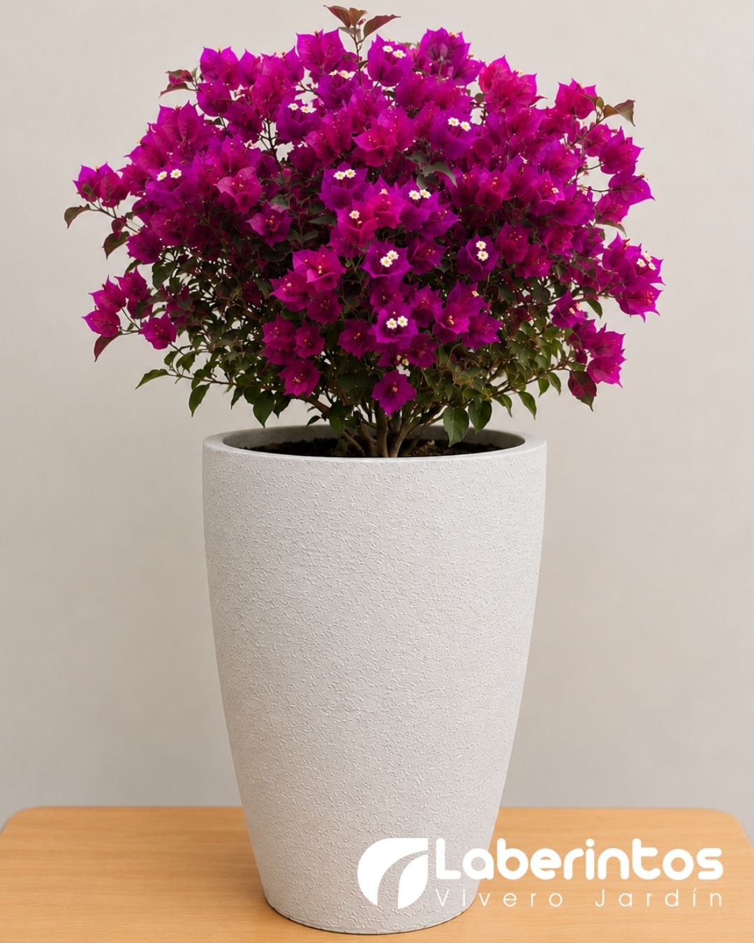 Bugambilia fucsia en maceta c&oacute;nica color blanco envejecido