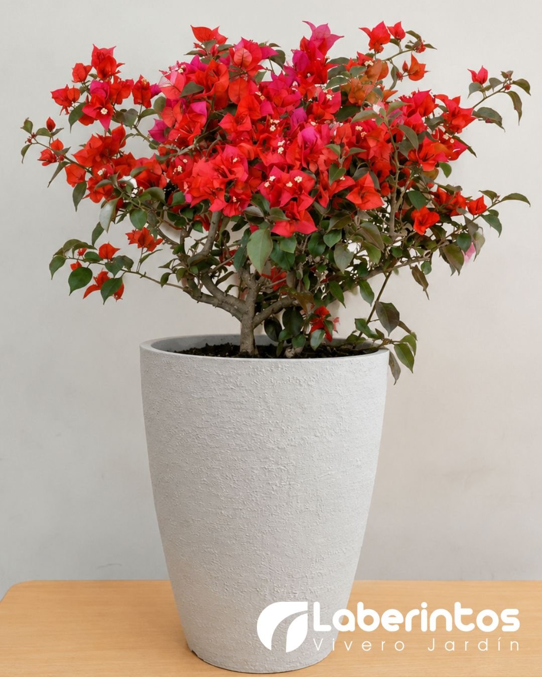 Bugambilia roja en maceta c&oacute;nica color blanco envejecido
