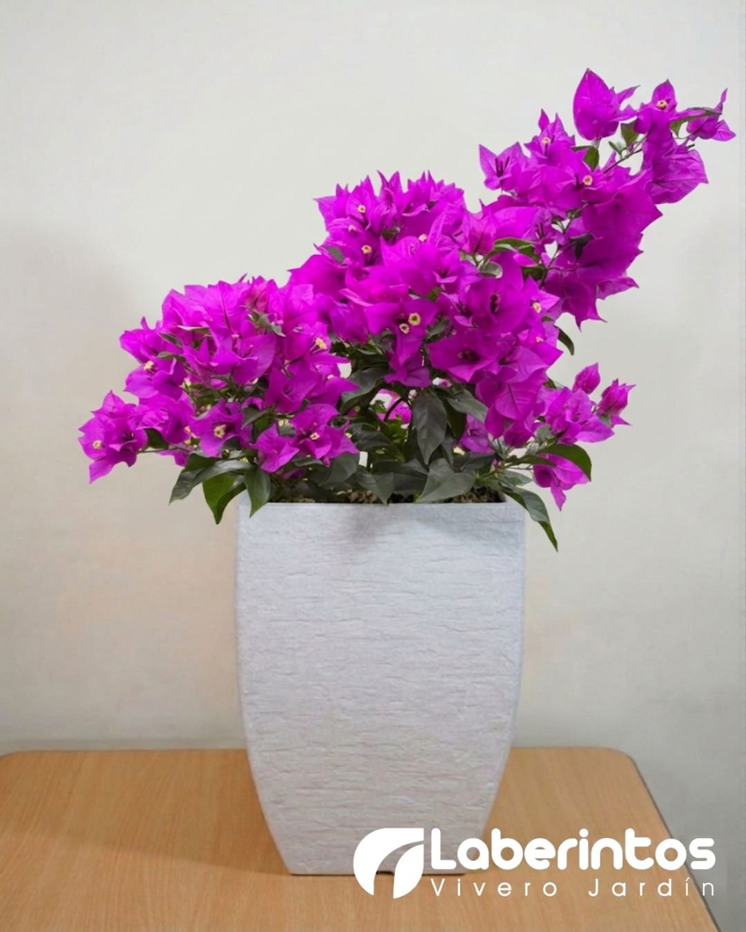 Bugambilia violeta en maceta cuadrada moderna color blanco envejecido