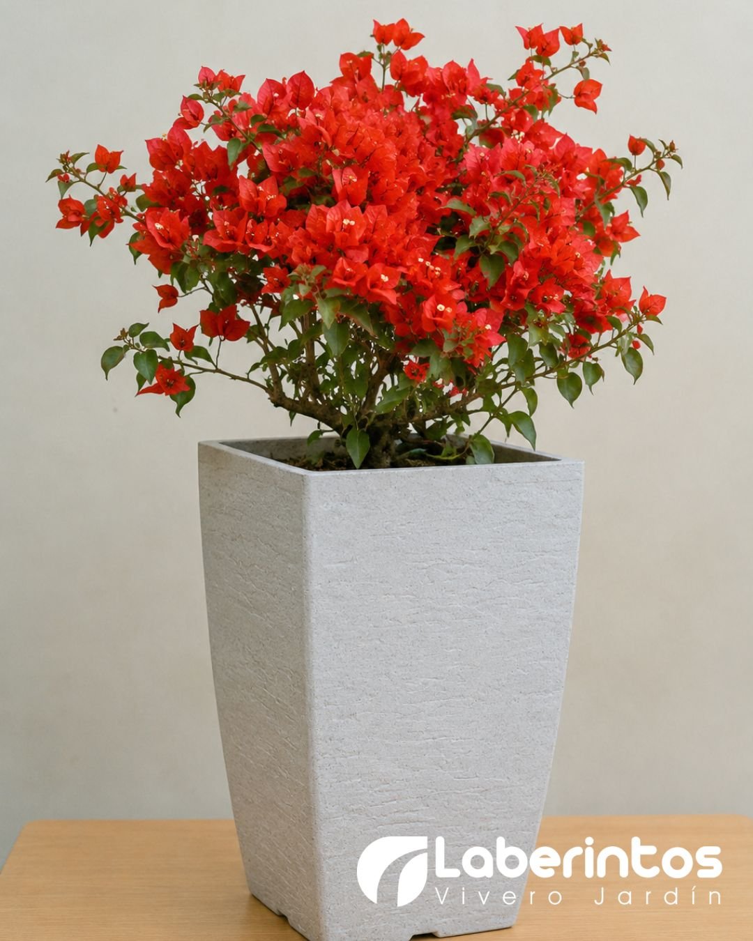 Bugambilia roja en maceta cuadrada moderna color blanco envejecido