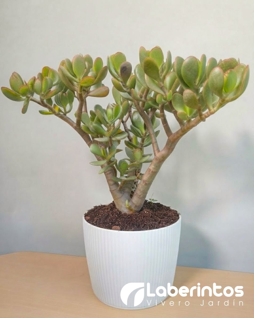 Jade o Planta de la abundancia en maceta blanca