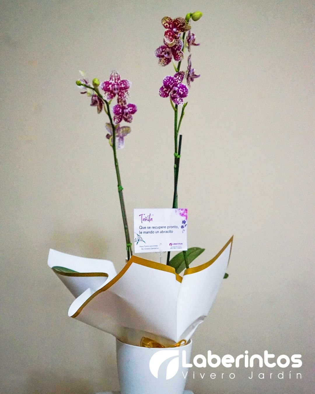 Orqu&iacute;dea Phalaenopsis blanca con centro escarlata con doble flor en maceta blanca para regalo
