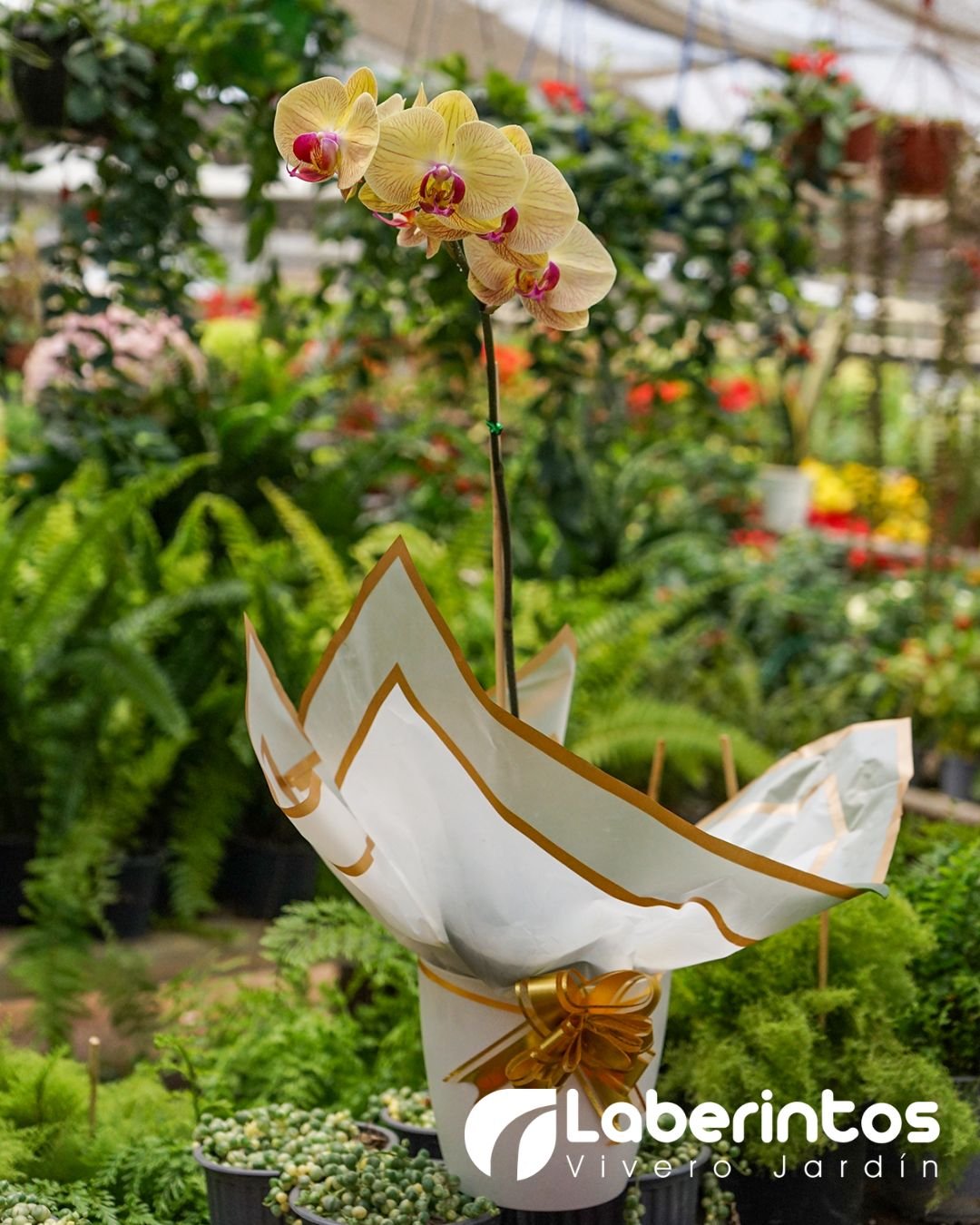 Orqu&iacute;dea Phalaenopsis amarilla con l&iacute;neas rojas en maceta blanca para regalo