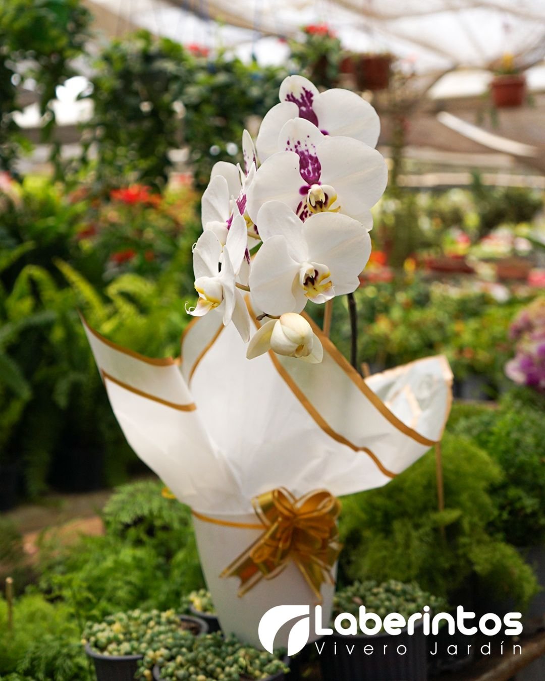 Orqu&iacute;dea Phalaenopsis blanca con detalles violeta en maceta blanca decorada para regalo