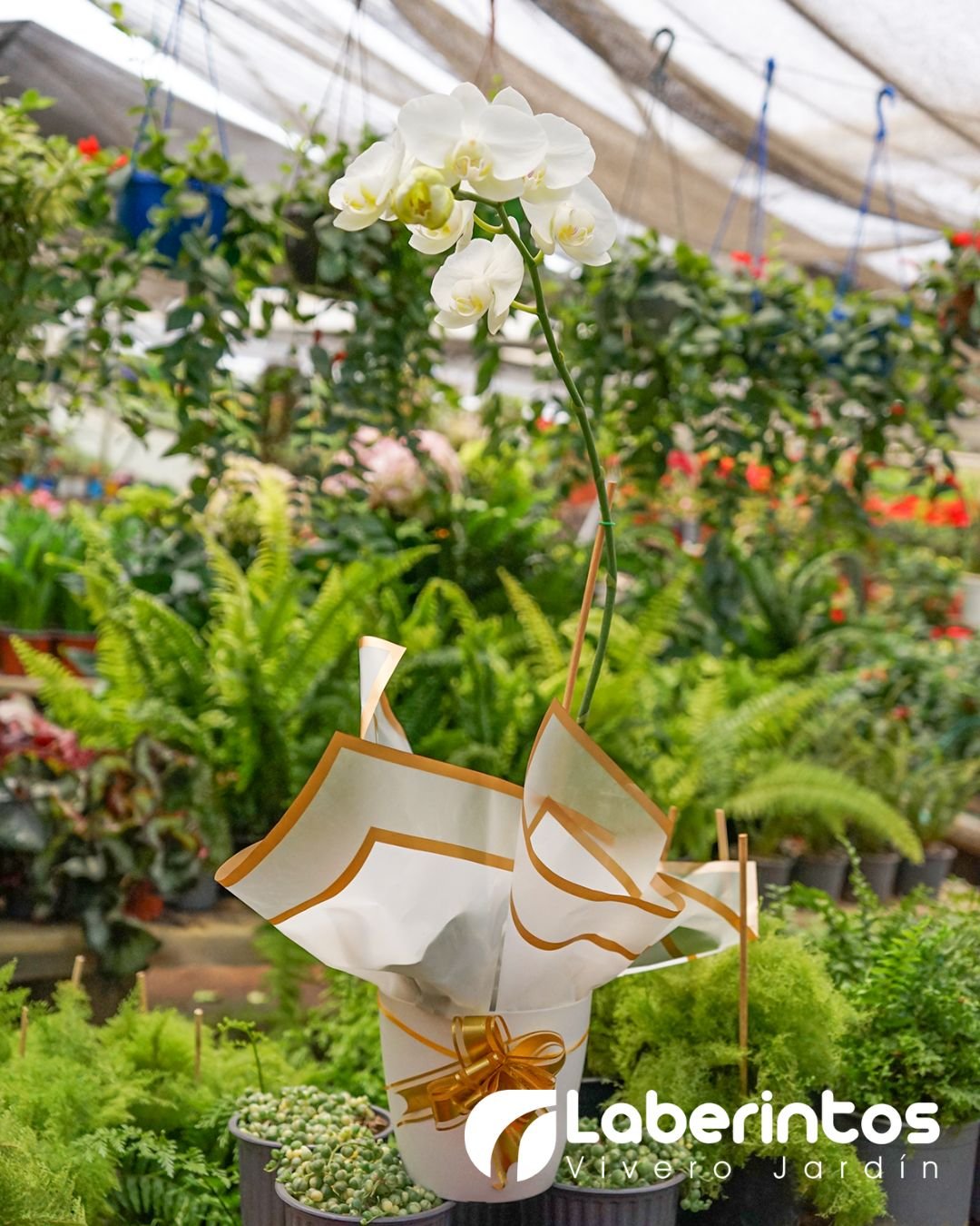 Orqu&iacute;dea Phalaenopsis blanca en porta maceta blanca decorada para regalo