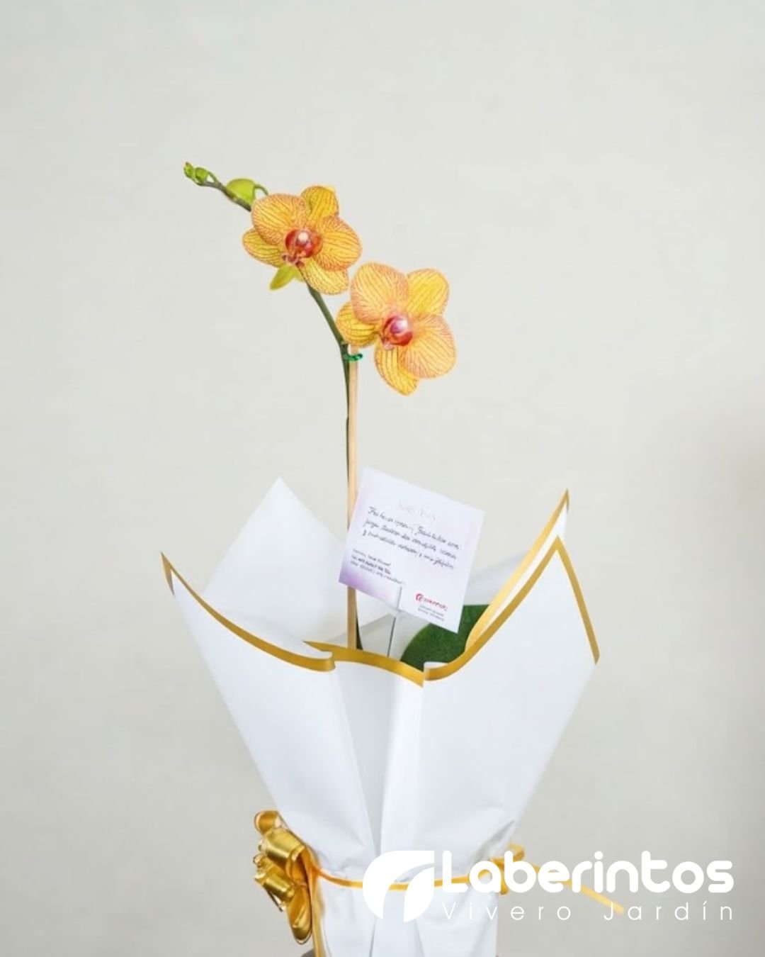 Orqu&iacute;dea Phalaenopsis amarilla con detalles rojos decorada para regalo