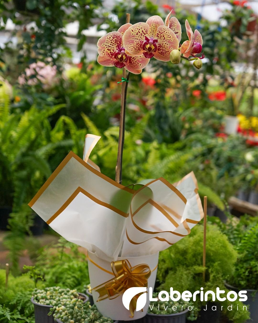 Orqu&iacute;dea Phalaenopsis amarilla con detalles rojos decorada para regalo