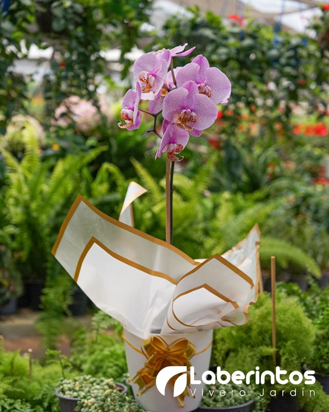 Orqu&iacute;dea Phalaenopsis rosa con detalles violetas en maceta blanca para regalo