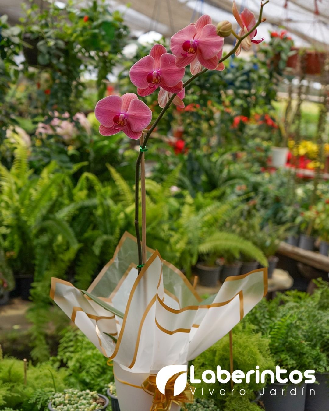 Orqu&iacute;dea Phalaenopsis rosada en maceta blanca para regalo