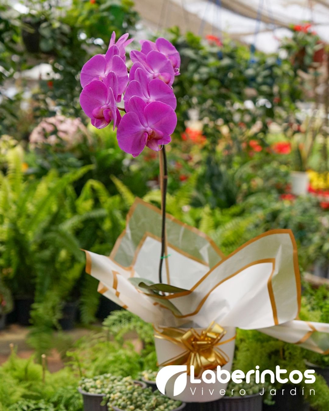 Orqu&iacute;dea Phalaenopsis violeta en maceta blanca para regalo