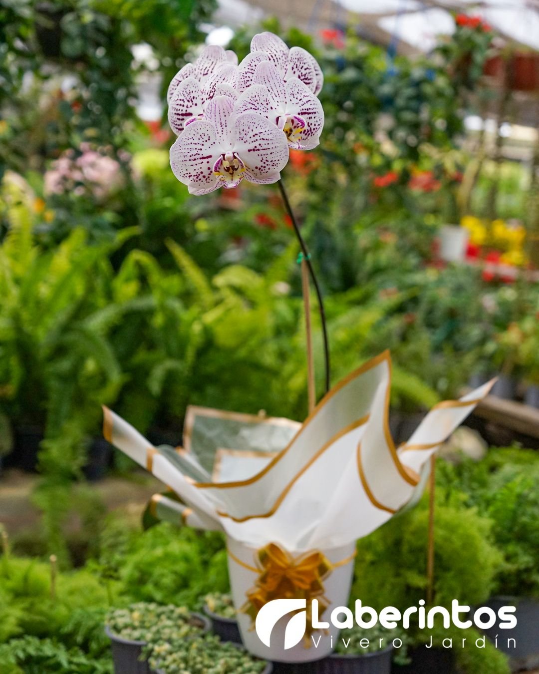 Orqu&iacute;dea Phalaenopsis blanca con detalles violetas en maceta blanca para regalo