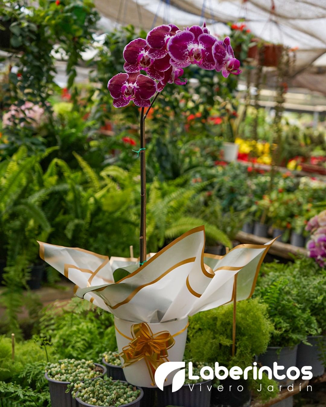 Orqu&iacute;dea Phalaenopsis morada en maceta blanca decorada para regalo