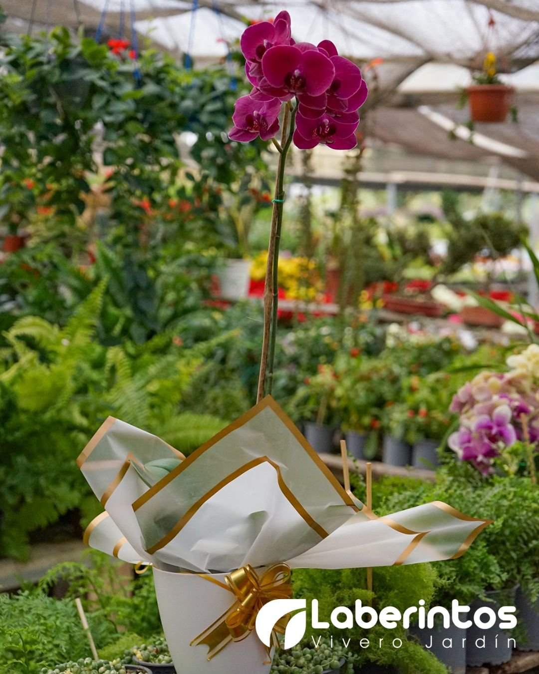 Orqu&iacute;dea Phalaenopsis rosada en porta maceta blanca decorada para regalo