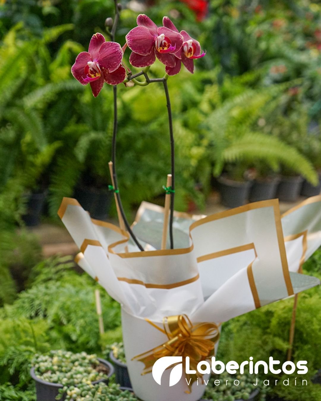 Orqu&iacute;dea Phalaenopsis vino decorada para regalo