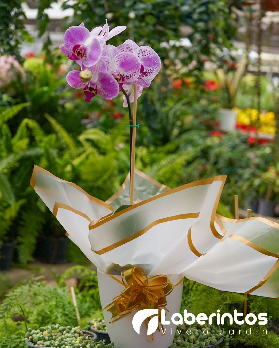 Orqu&iacute;dea Phalaenopsis blanco con lila decorada para regalo