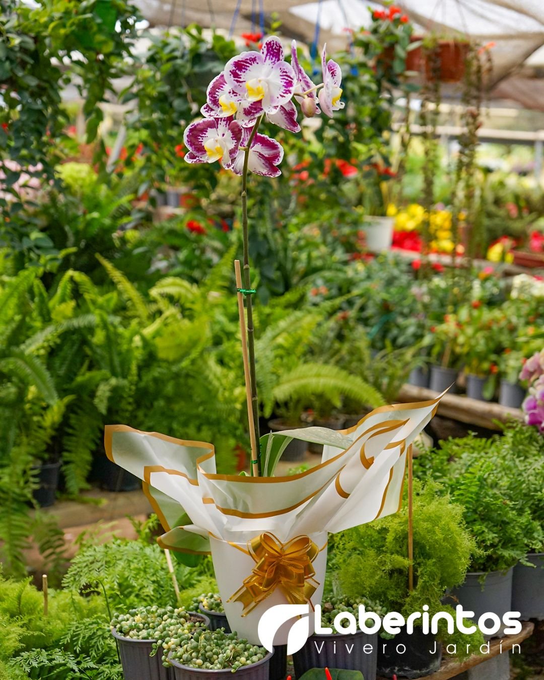 Orqu&iacute;dea Phalaenopsis blanca con detalles vinos decorada para regalo
