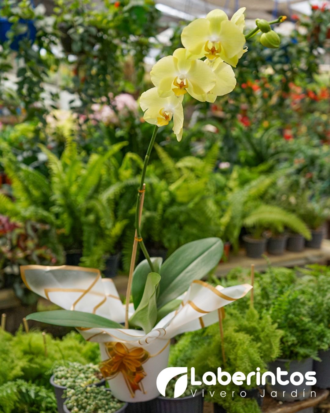 Orqu&iacute;dea Phalaenopsis amarilla decorada para regalo
