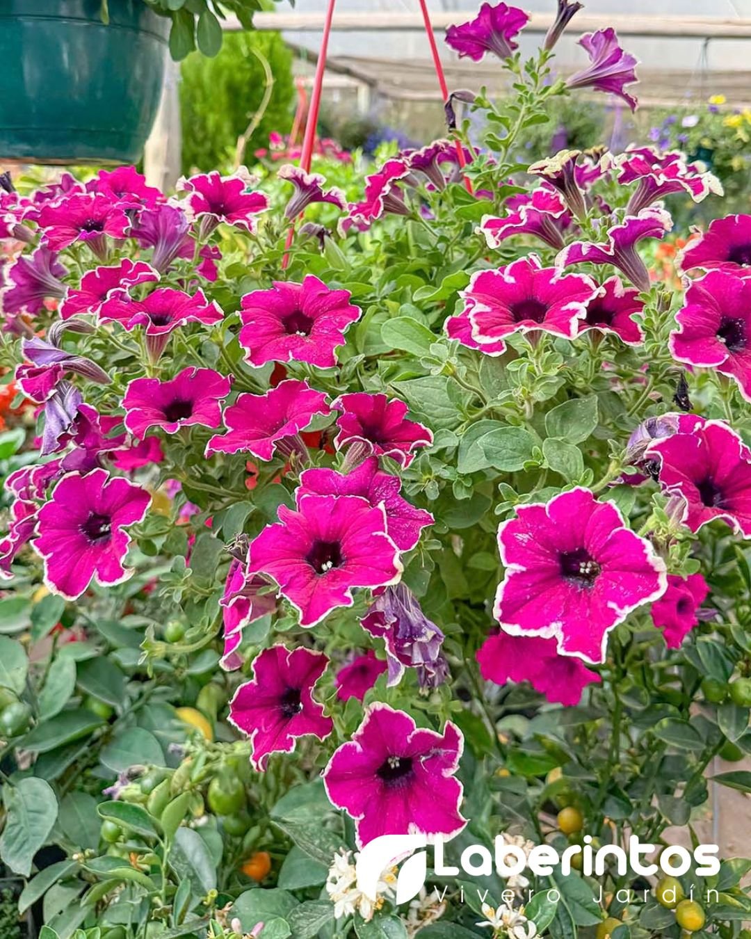 Petunia color fucsia en maceta colgante