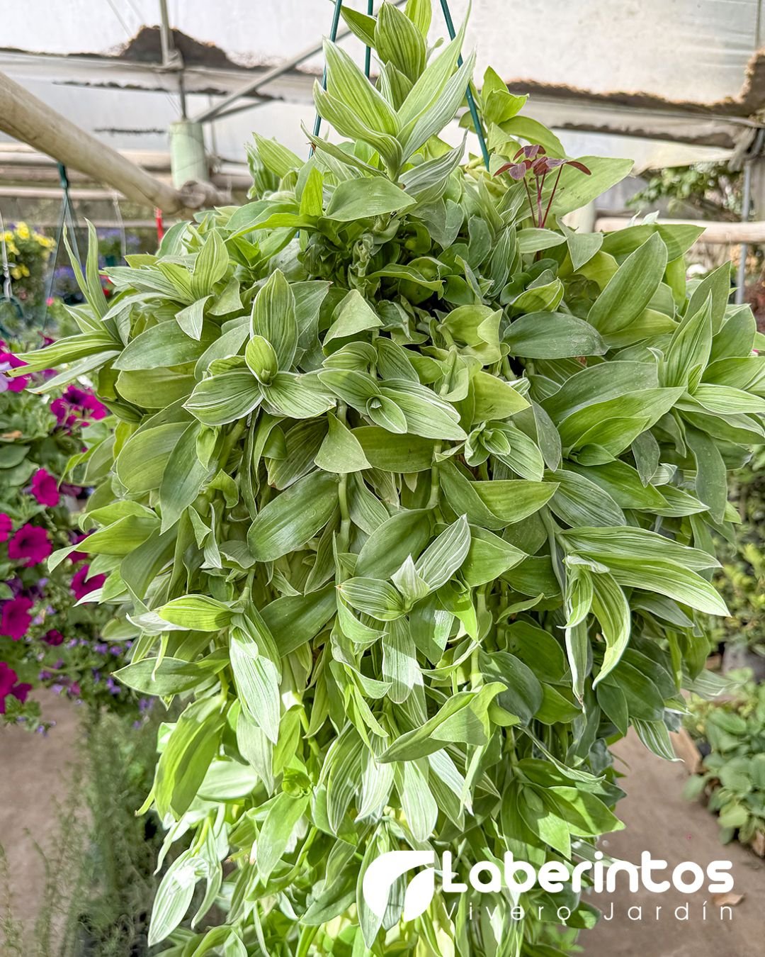 Tradescantia o amor de hombre color verde en maceta colgante