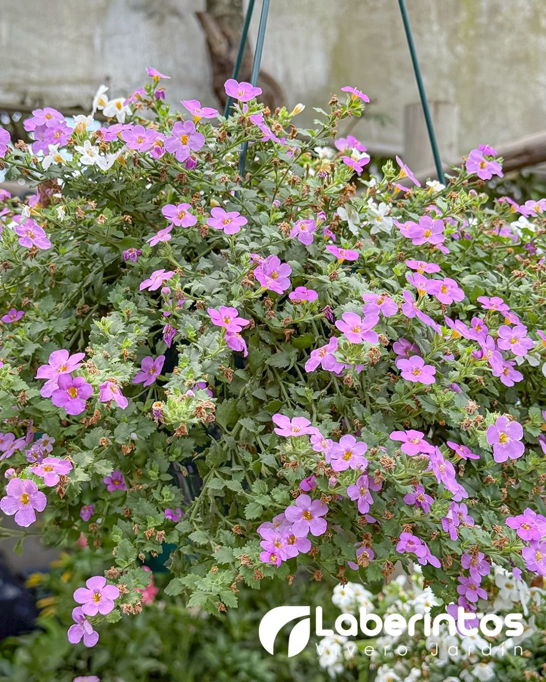 Bacopa color morado en maceta colgante