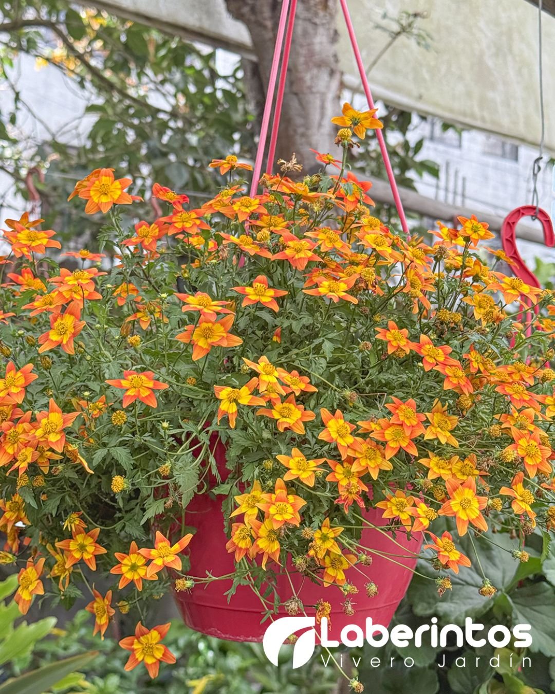 Bidens o Margarita de mar en maceta colgante