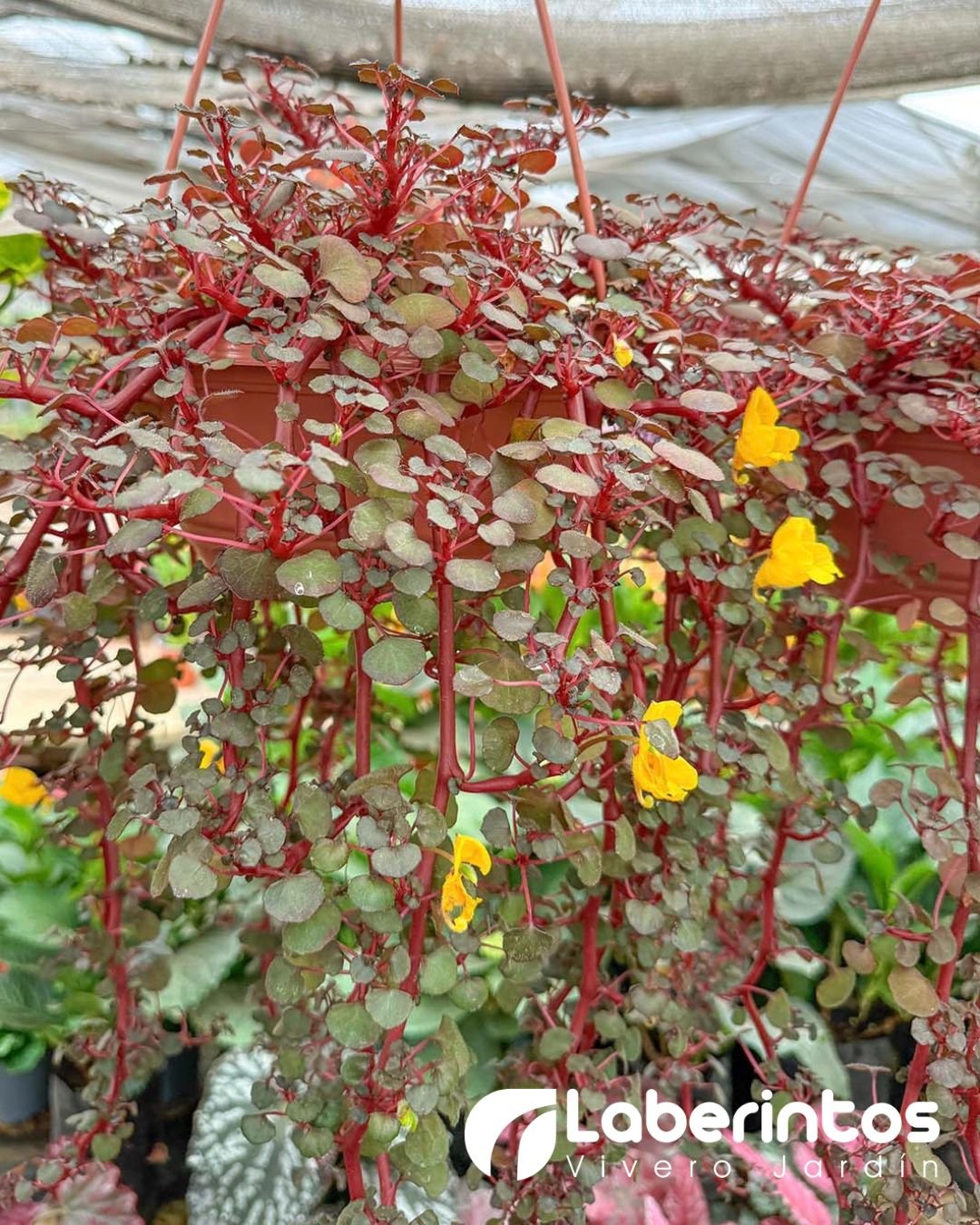 Impatiens repens o b&aacute;lsamo rastrero