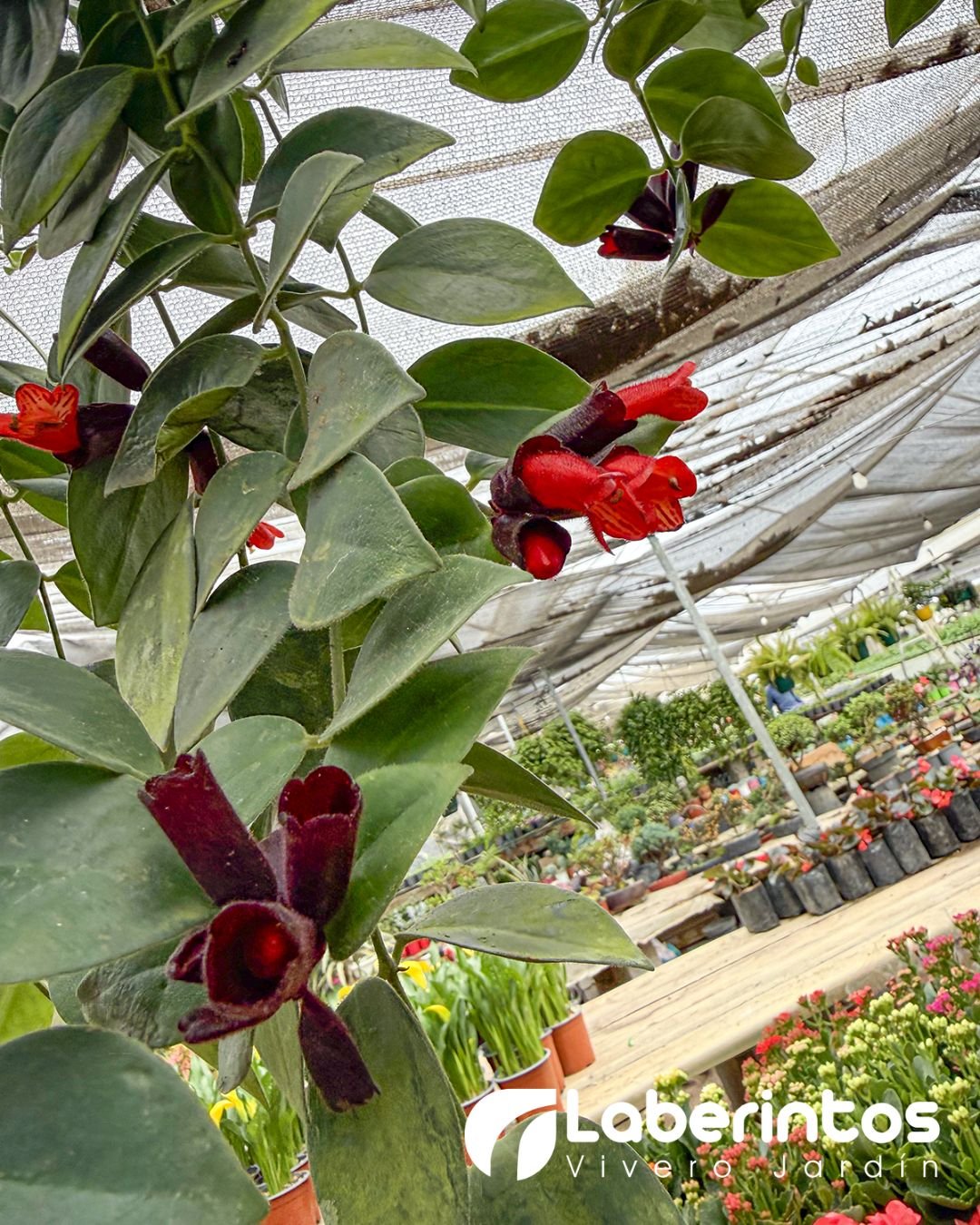 Aeschynanthus o Planta de L&aacute;piz Labial en maceta colgante