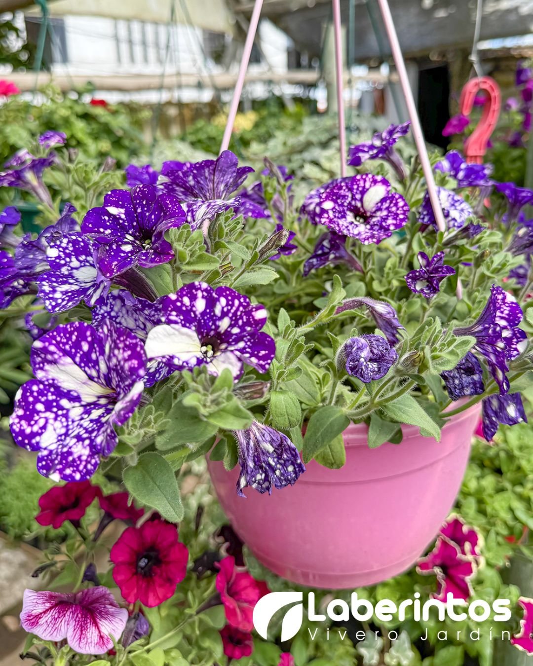 Petunia color morada con detalles blancos en maceta colgante