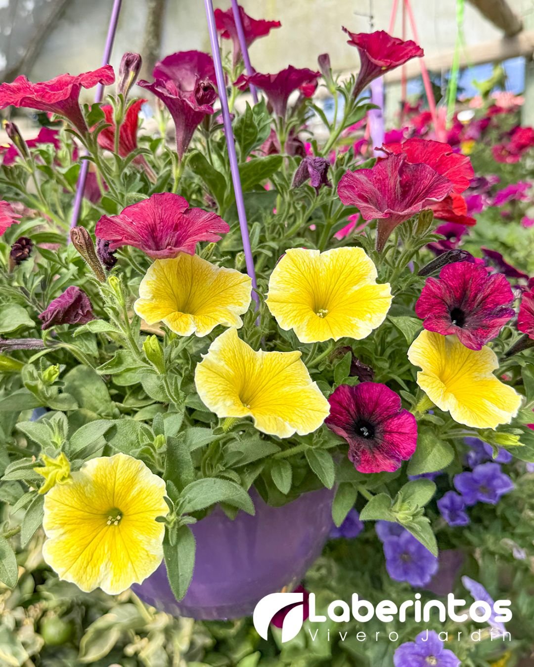 Petunia multicolor en maceta colgante