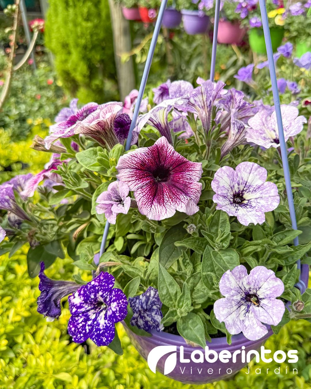 Petunia multicolor tonos morados con detalles blancos en maceta colgante