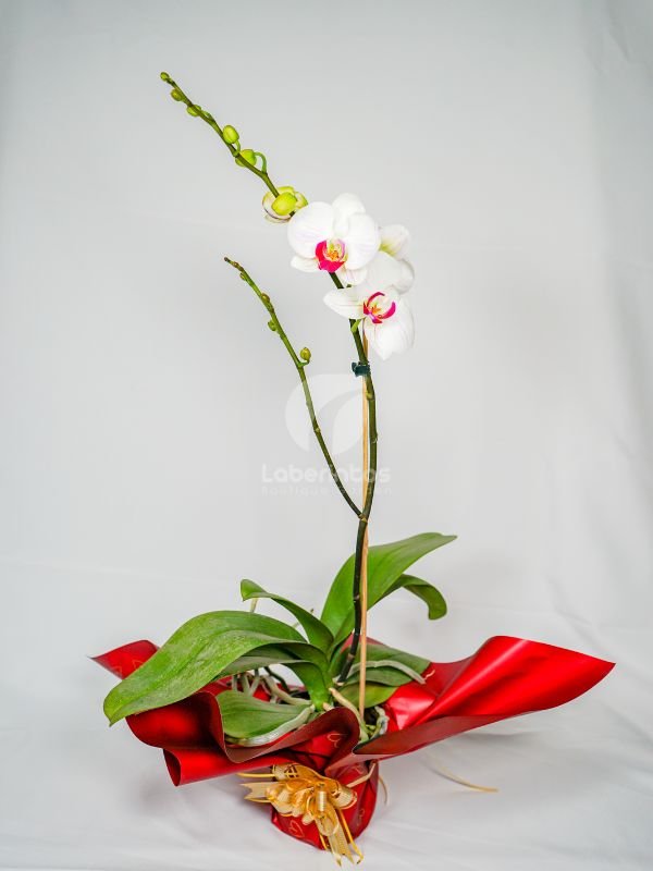 Orquídea Phanaelopsis color blanco con centro rojo para regalo