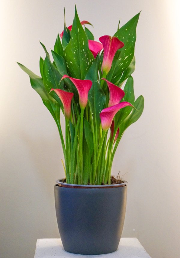 Cala de Color Rosada (Cartucho) en portamaceta gris