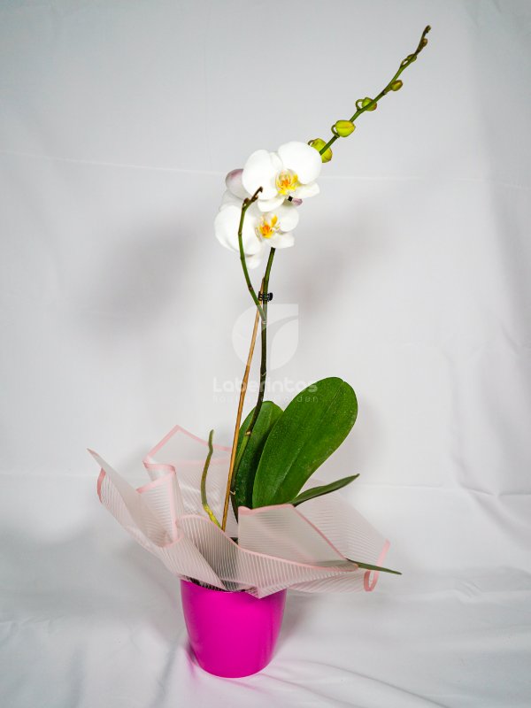 Orquídea Phanaelopsis color blanco con centro color amarillo