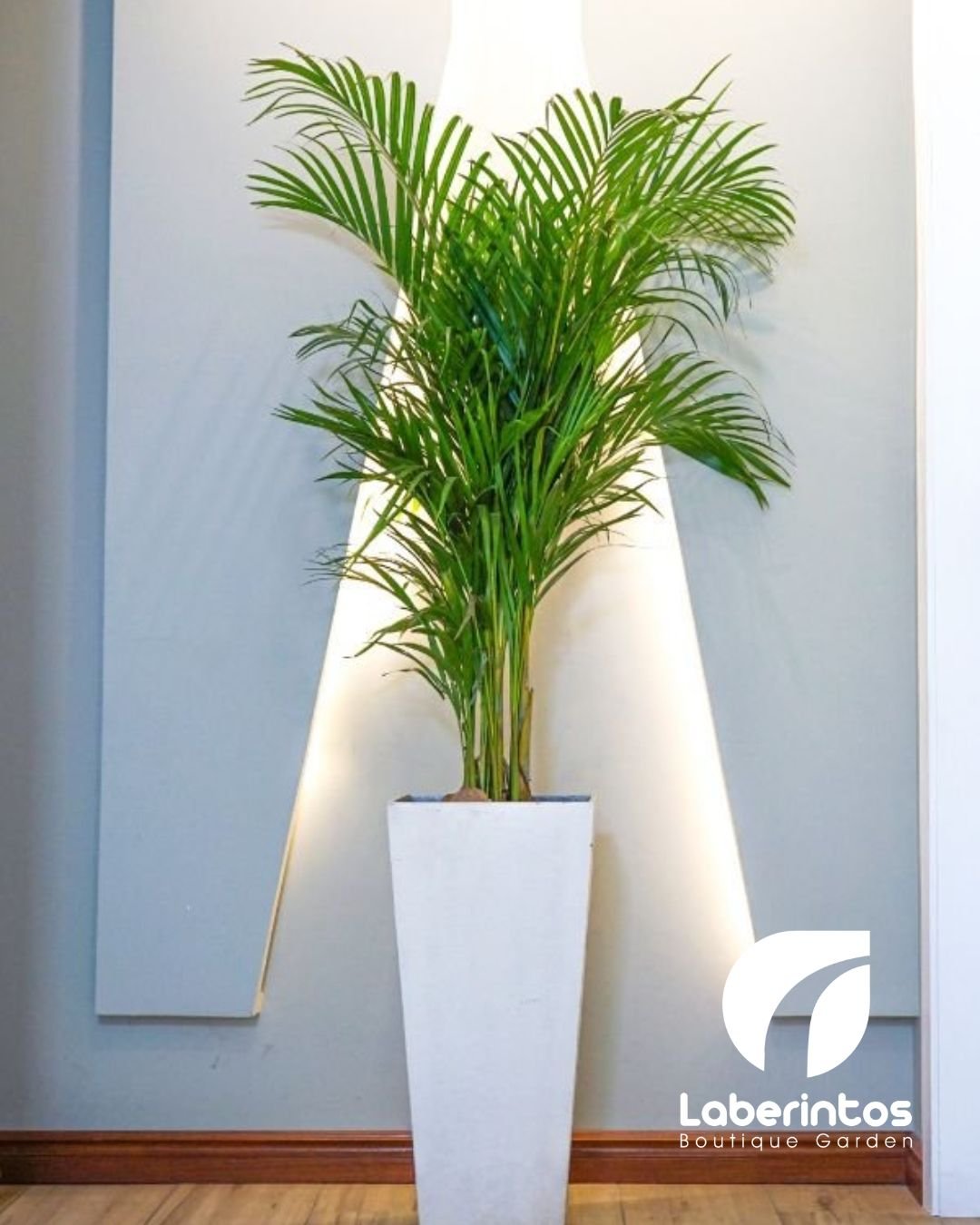 Palmera Washingtonia en macetero piramidal blanca