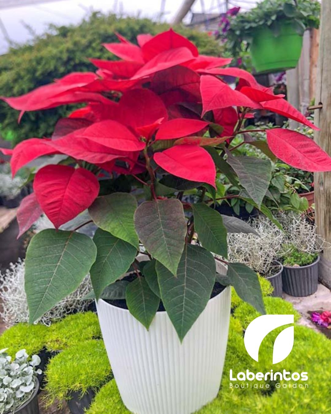 Poinsettia Roja grande en maceta pl&aacute;stica color Blanco