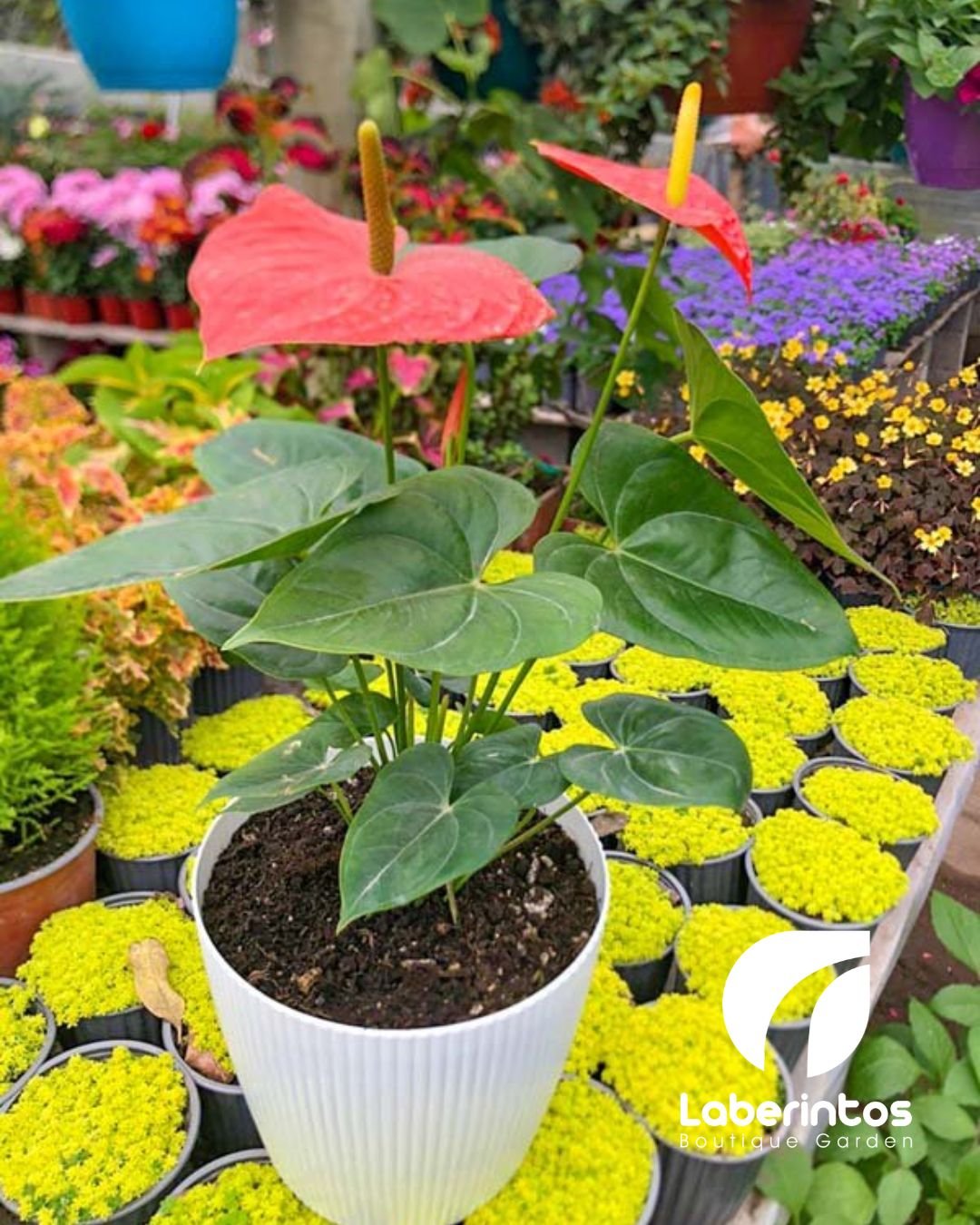 Anturio Rojo con maceta color blanca
