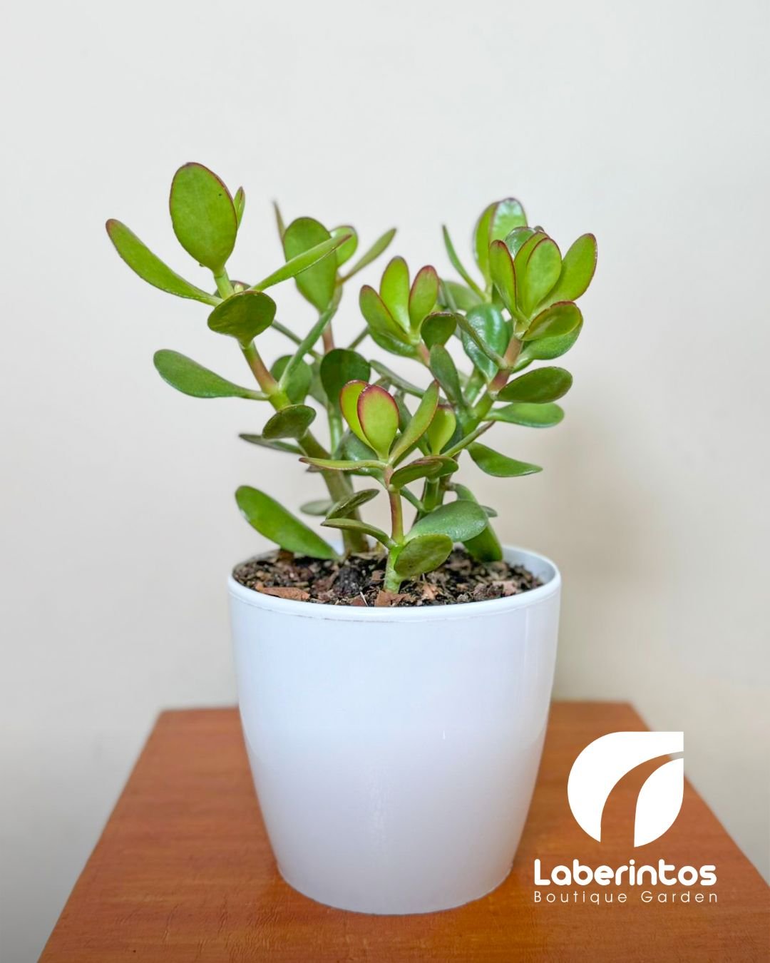 Jade o Planta de la abundancia con maceta blanca