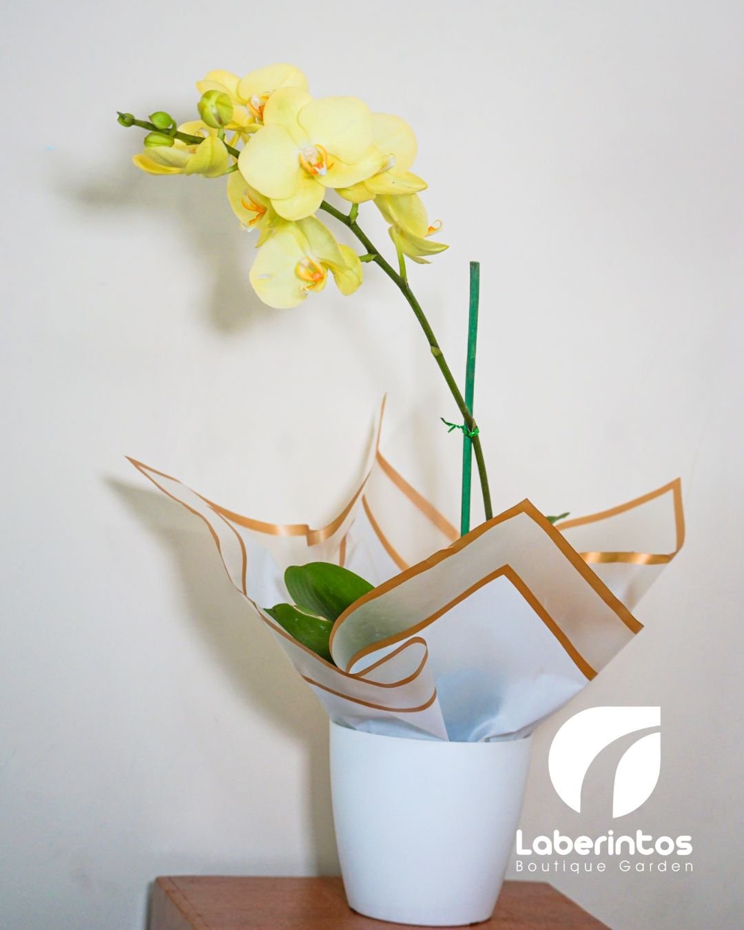 Orquídea Phalaenopsis color amarilla para regalo con maceta blanca
