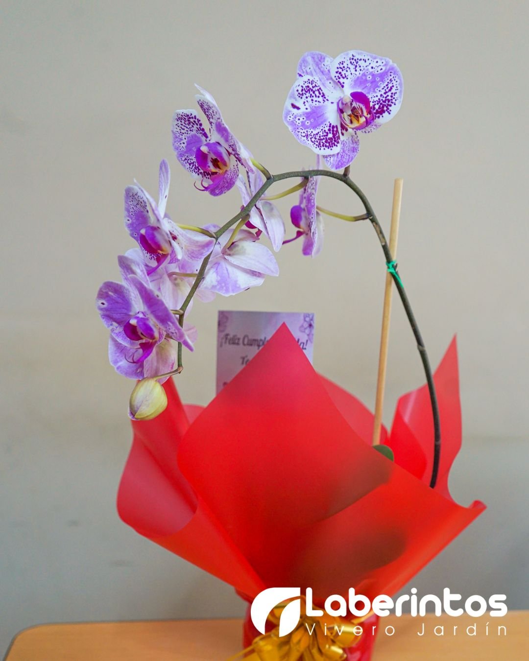 Orqu&iacute;dea Phalaenopsis color blanca con centro lila para regalo con maceta blanca