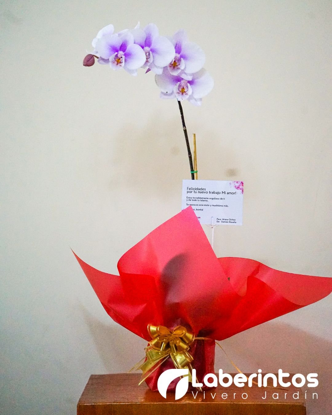 Orqu&iacute;dea Phalaenopsis color blanca con centro lila para regalo con maceta blanca